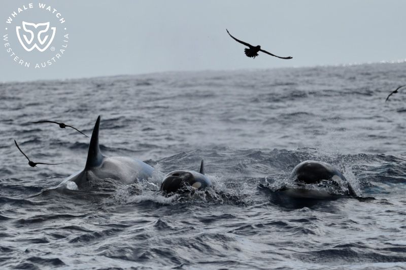 Whale Watch Western Australia