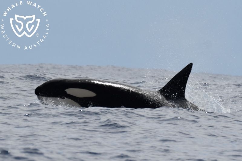 Whale Watch Western Australia