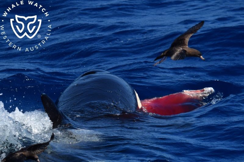 Whale Watch Western Australia