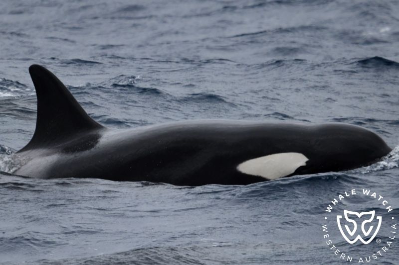 Whale Watch Western Australia