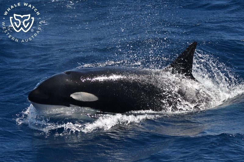 Whale Watch Western Australia