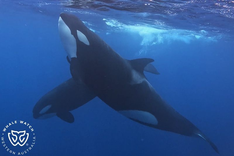 Whale Watch Western Australia
