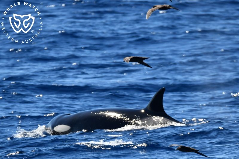 Whale Watch Western Australia