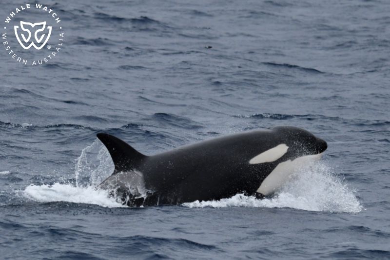 Whale Watch Western Australia