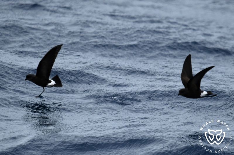 Whale Watch Western Australia