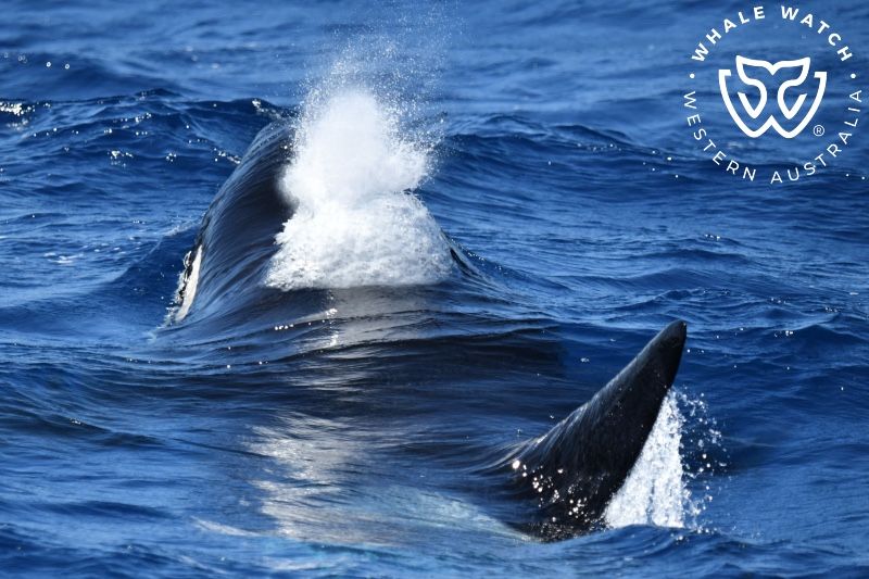 Whale Watch Western Australia