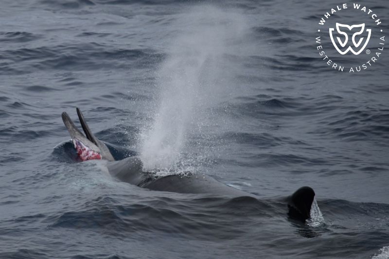 Whale Watch Western Australia