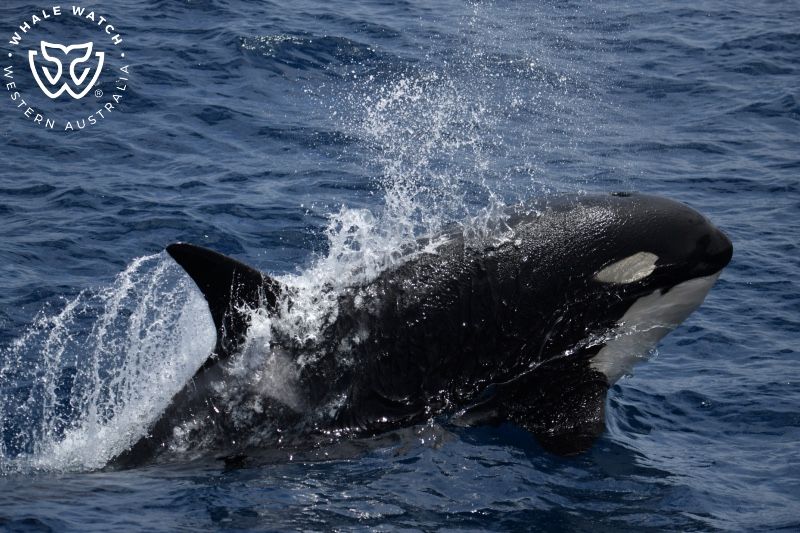 Whale Watch Western Australia