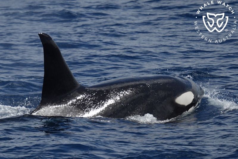 Whale Watch Western Australia