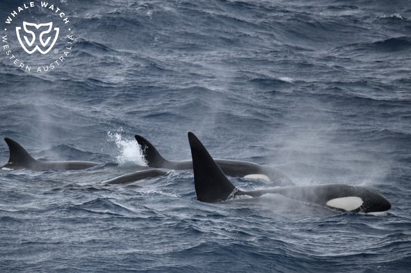 Whale Watch Western Australia