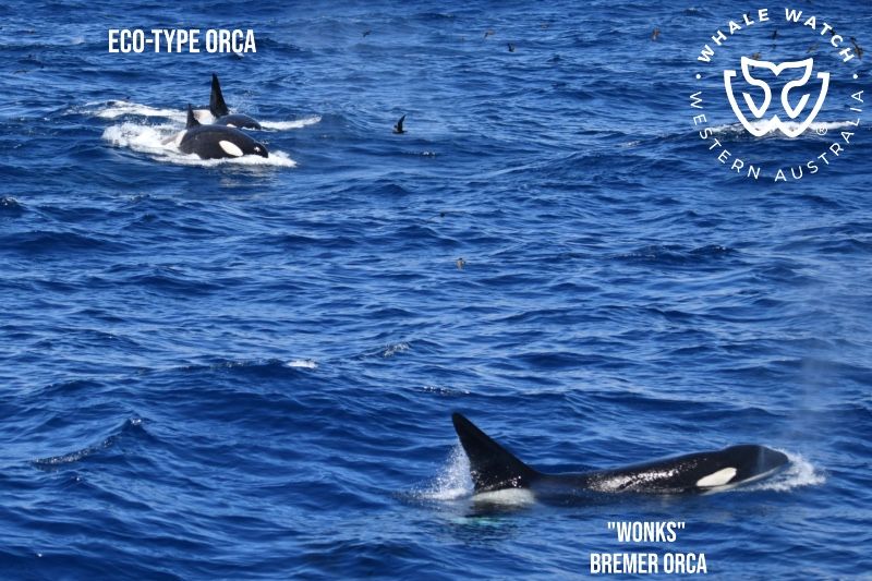 Whale Watch Western Australia