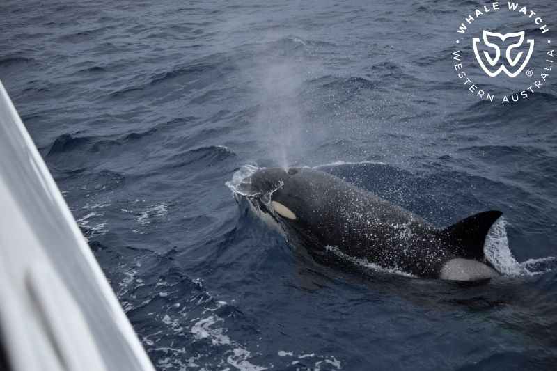 Whale Watch Western Australia