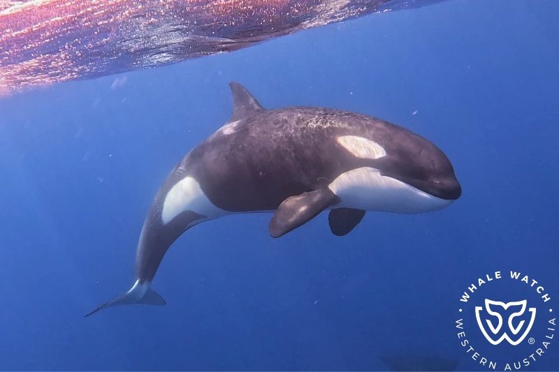 Whale Watch Western Australia