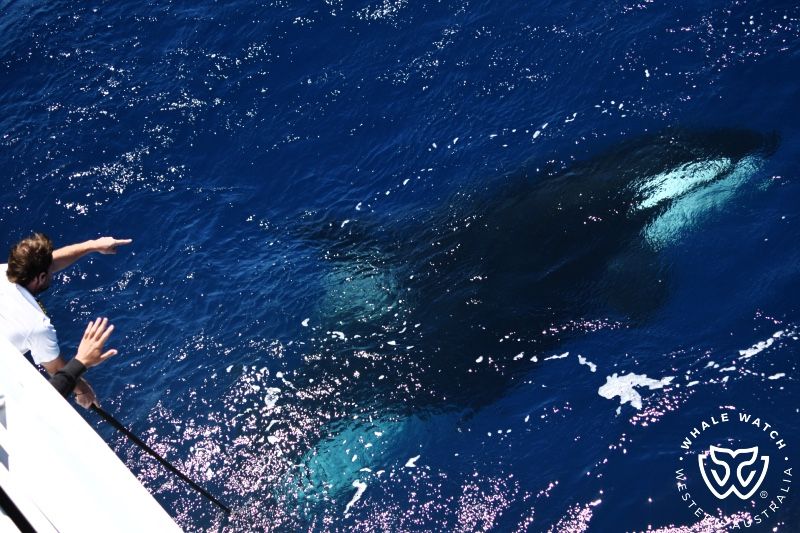 Whale Watch Western Australia