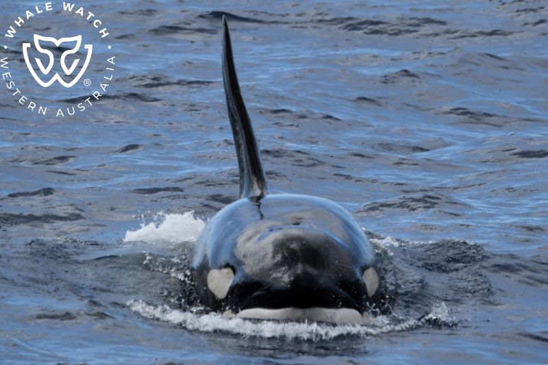 Whale Watch Western Australia
