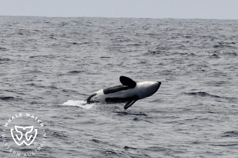 Whale Watch Western Australia