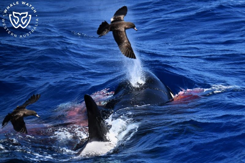 Whale Watch Western Australia