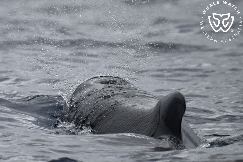 Whale Watch Western Australia