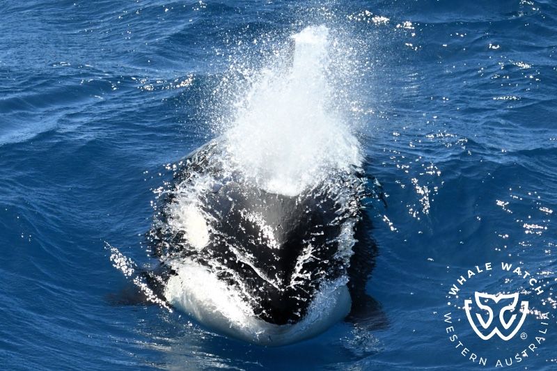 Whale Watch Western Australia