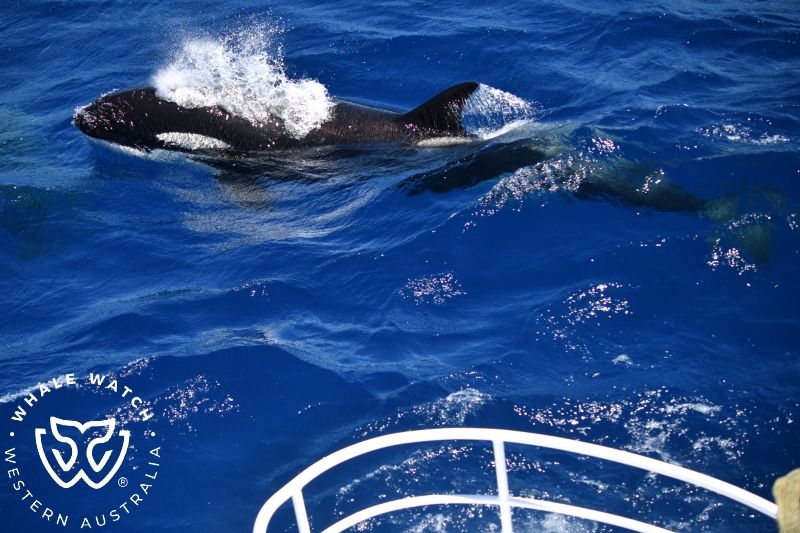 Whale Watch Western Australia