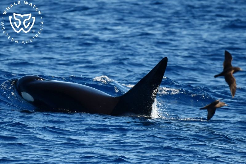 Whale Watch Western Australia