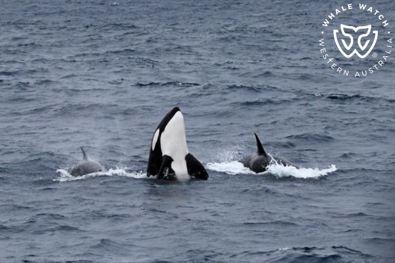 Whale Watch Western Australia