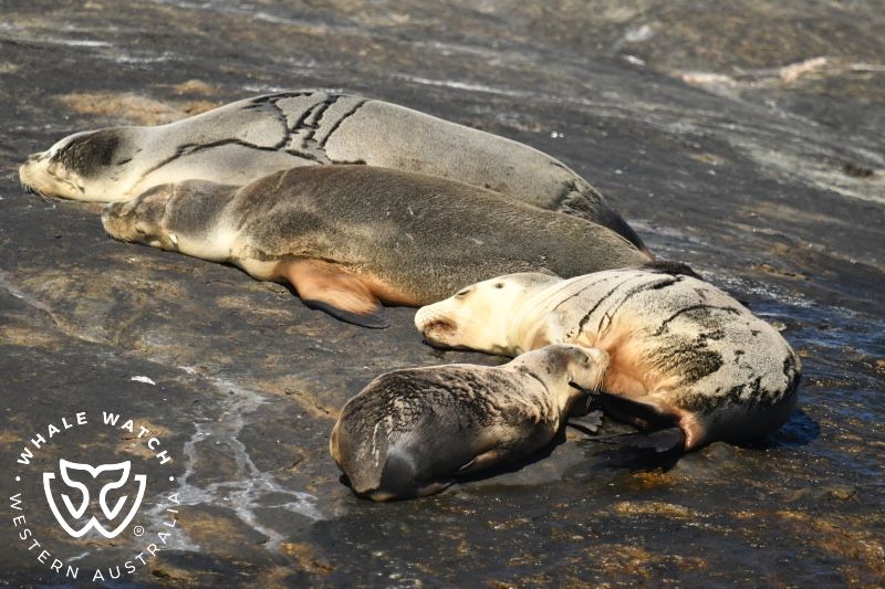 Whale Watch Western Australia