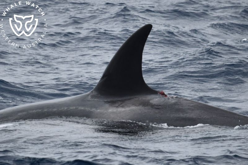 Whale Watch Western Australia