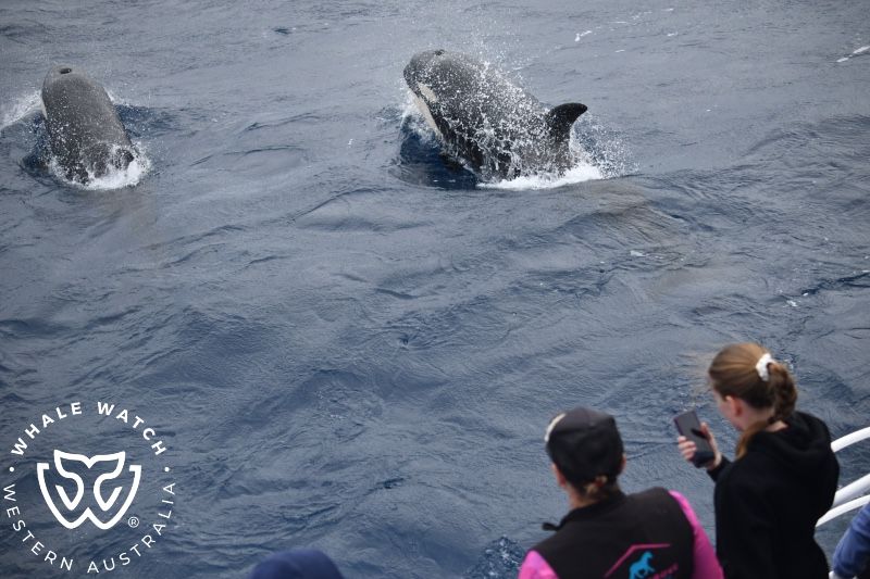 Whale Watch Western Australia