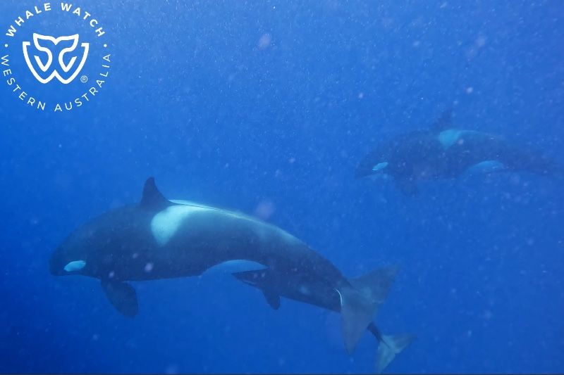 Whale Watch Western Australia