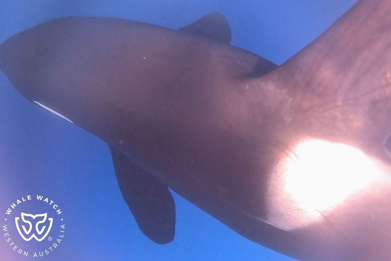 Whale Watch Western Australia