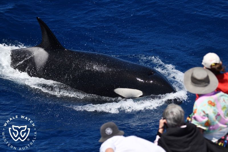 Whale Watch Western Australia
