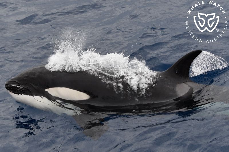 Whale Watch Western Australia