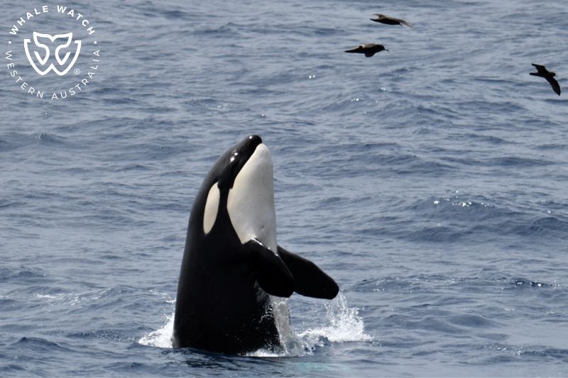 Whale Watch Western Australia