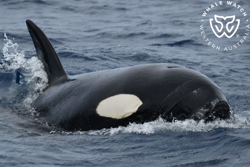 Whale Watch Western Australia