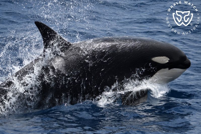 Whale Watch Western Australia