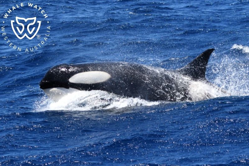Whale Watch Western Australia