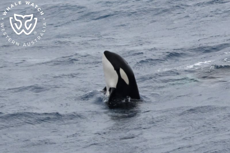 Whale Watch Western Australia