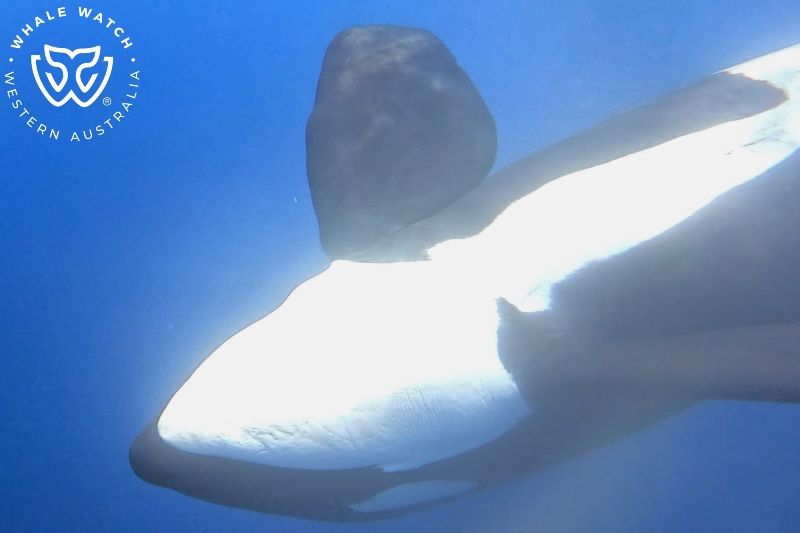 Whale Watch Western Australia