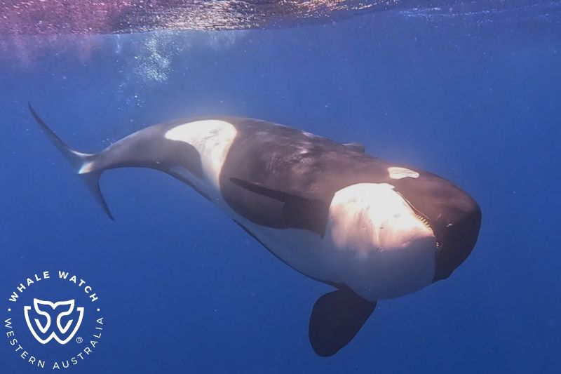 Whale Watch Western Australia