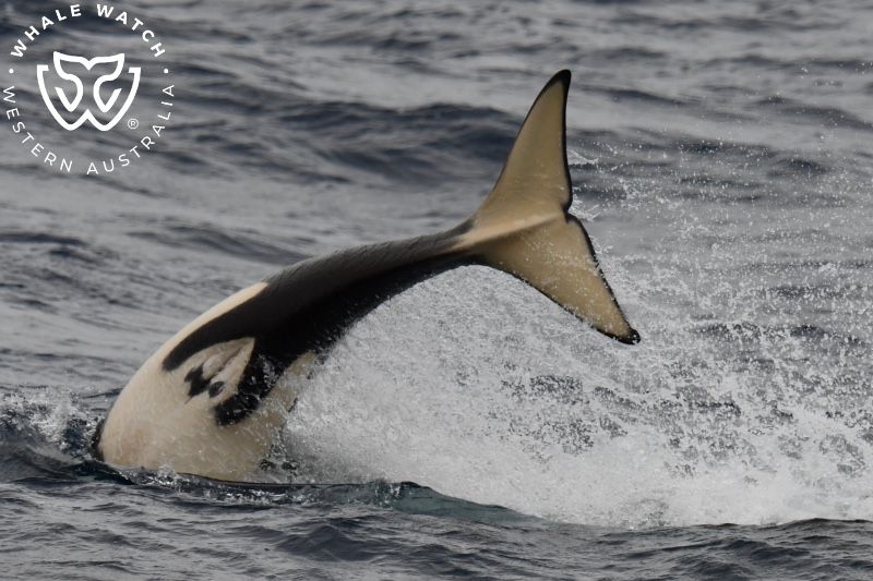 Whale Watch Western Australia
