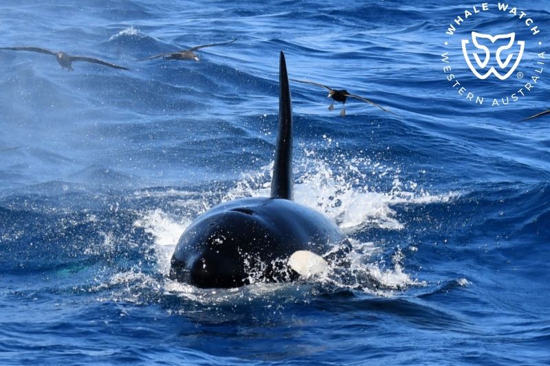 Whale Watch Western Australia