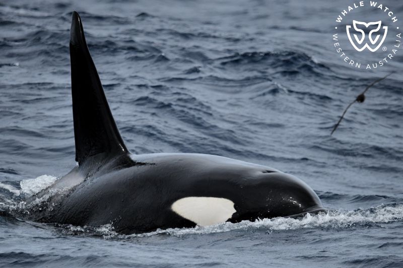 Whale Watch Western Australia