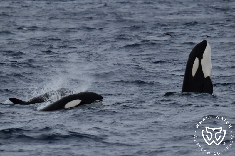 Whale Watch Western Australia