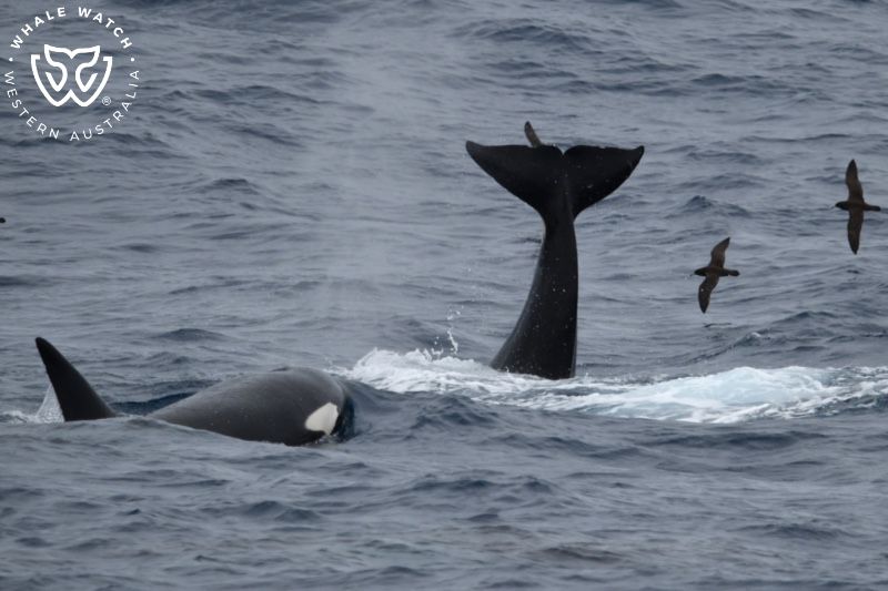 Whale Watch Western Australia