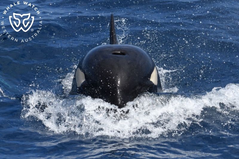 Whale Watch Western Australia