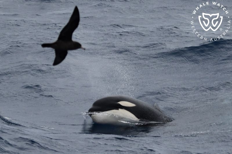 Whale Watch Western Australia