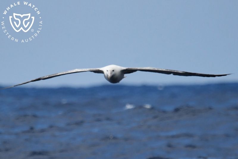 Whale Watch Western Australia