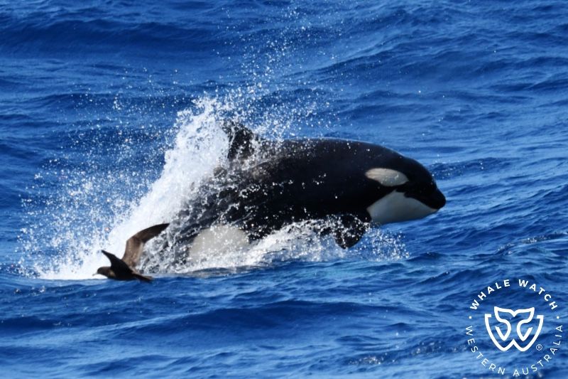 Whale Watch Western Australia