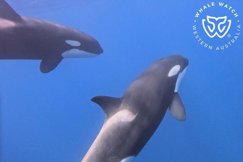 Whale Watch Western Australia